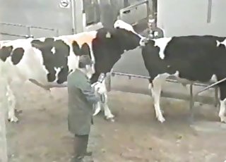 Two cows are trying hard to fuck