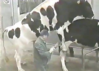 Two cows are trying hard to fuck