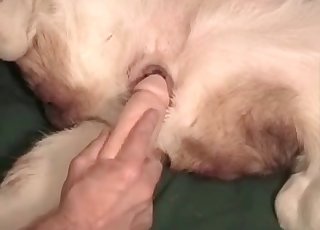 Cute white animal in amazing bestiality