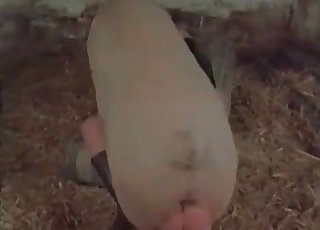 Good farm bestiality action with my wife