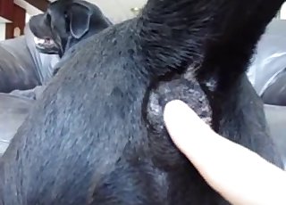 Black doggy is enjoying anal stimulation - Zoofilia anal 