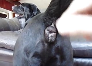 Black doggy is enjoying anal stimulation