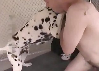 Cheerful Dalmatian fucks hard