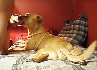 Hound is trying the taste of my dick