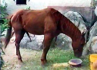 Perky tits blonde fucking a horse