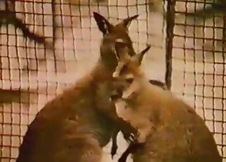 Kangaroos are banging so freaking cute