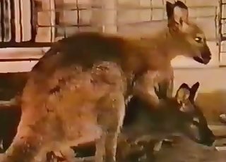 Kangaroos are banging so freaking cute