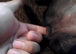 Dog's cute pussy gets fingered hard