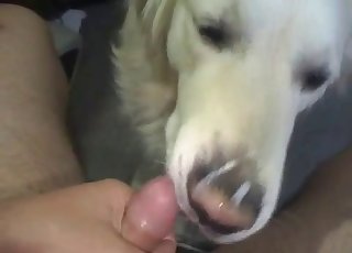 Wide-eyed dog sucking cock in POV