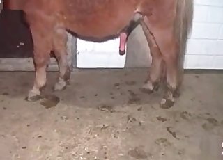 Soaking wet cunt ruined by a beast