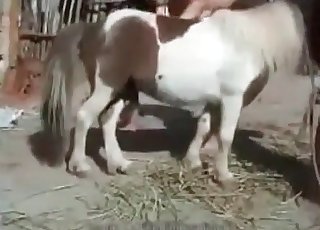 Young girl is masturbating a small horse cock