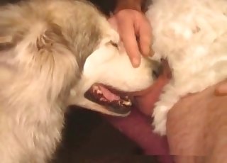 Disgusting amateur bestiality with my doggy