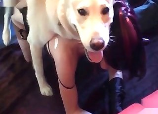 Dog violently fucking her on all fours