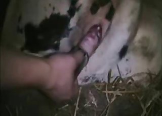 Dude fingering this animal's hole