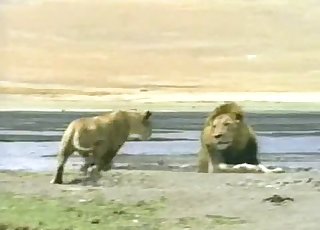 Lioness fucked nicely by horny as hell lion