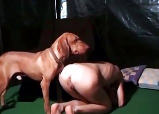Juicy pussy serviced by an UK dog