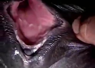 Sweet and filthy amateur bestiality XXX action