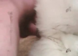 Asshole penetration for a nice-looking innocent doggy