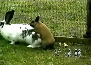 Two cute rabbits having wild sex in barn