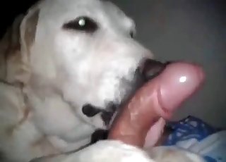 Doggy licking a big cock with pleasure