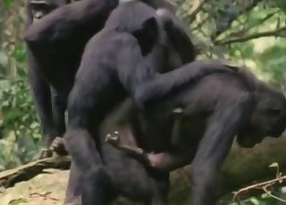 Sweet monkeys have beautiful sex action on the camera