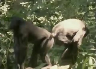 Anal Con Gorilas - Monkey Videos / Anal Zoofilia / Most popular Page 1
