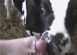 A beautiful cow and a hot man have bestial sex