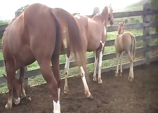 Hardcore horse bestiality porn with awesome beasts - Anal Zoofilia 