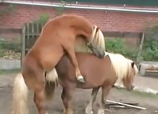 Cute small ponies are enjoying hot bestiality XXX