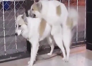 Escena zoo con perros felices follando, pasión animal húmeda y caliente