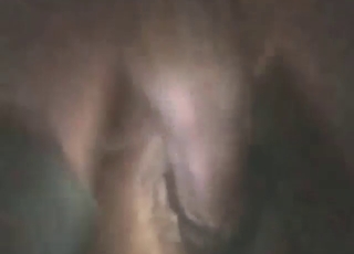 Horned-up mare gets licked and then fucked too