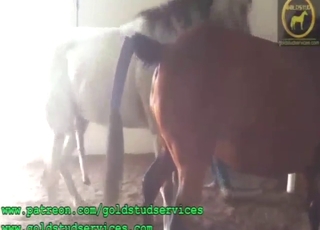 Hai con vật đang tận hưởng khoái cảm, vuốt ve lẫn nhau để đạt cực khoái trong sự rung động nhiệt thà