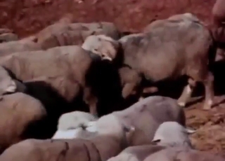 Sheep porn with a sexy beast taking hard dick