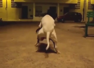 Bull terrier fuck with two animals going wild
