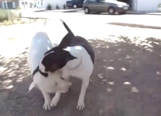 Bull terrier fuck with two animals going wild