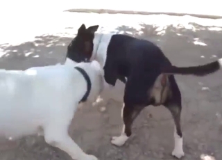 Bull terrier fuck with two animals going wild