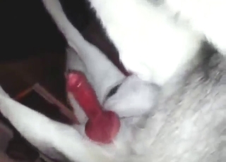 Truly wanton dog gets a nice handjob with orgasms