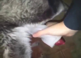 Truly wanton dog gets a nice handjob with orgasms