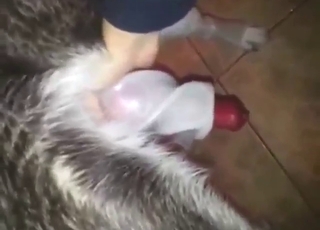 Truly wanton dog gets a nice handjob with orgasms