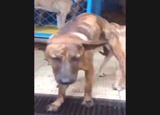 Les chiens les plus sexy du Vietnam montrent leur véritable luxure animale