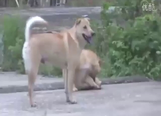 Point of pleasure with two dogs that fuck silly