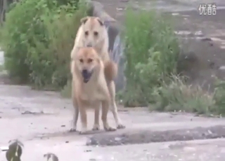 Point of pleasure with two dogs that fuck silly