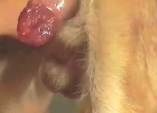 A cute beast is going to enjoy a nice handjob