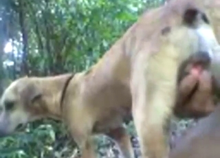 Crazy hot zoophilic experience with a sexy dog