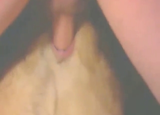 Dog's pussy getting terrorized by a horny guy