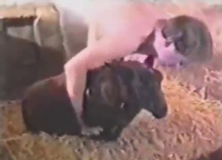 Guy uses his hard cock to fuck a sheep here