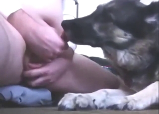 GSD hunden slickar den tjocke mannens stora kuk