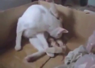 Cat porn movie with sexy animals working it