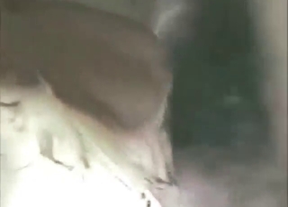 Great goat fuck experience with a hard dude