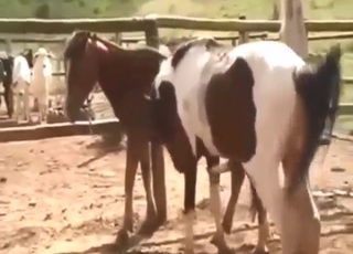 Horny animals enjoying outdoor fucking here